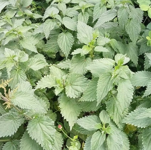 "Der Unkrautirrtum" im MDR Hörspiel "Figarinos Fahrradladen"